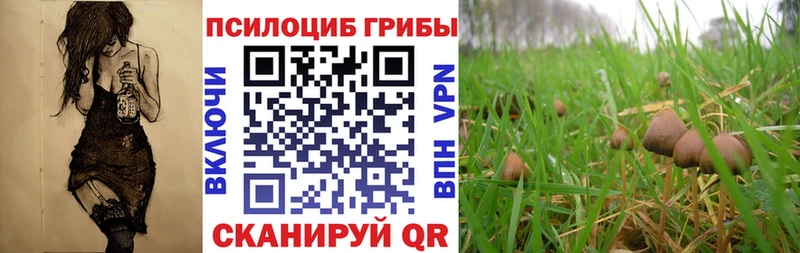 Галлюциногенные грибы Magic Shrooms  Купить где  Гвардейск 